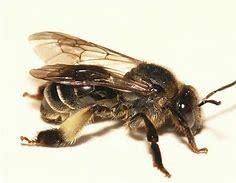 Bees pest control services in Nairobi Kenya